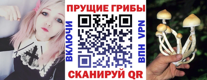 площадка официальный сайт  Новокубанск  Галлюциногенные грибы Cubensis 